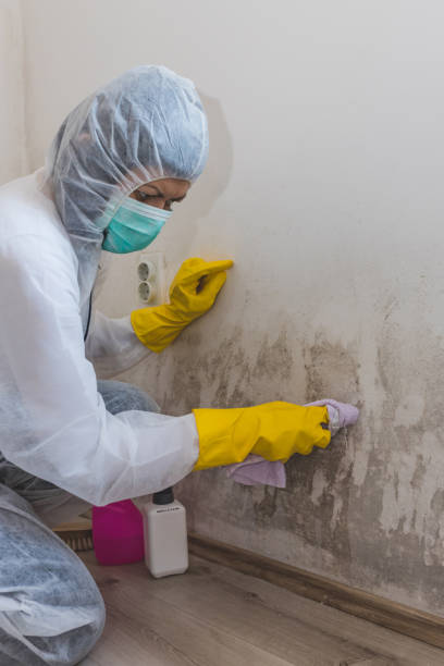 Forensic Mold Investigation in Apollo Beach, FL