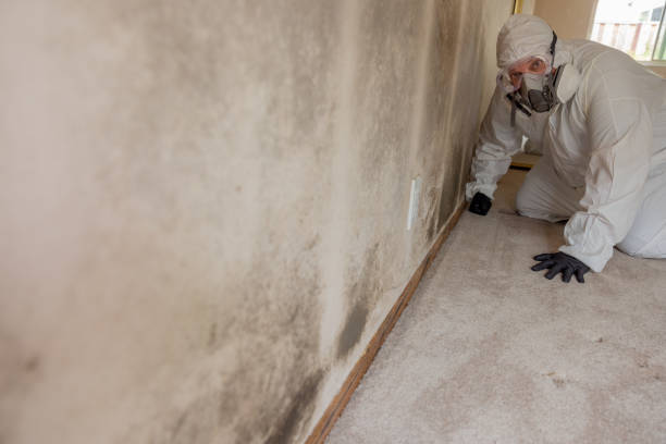 Best Airborne Mold Testing  in Apollo Beach, FL